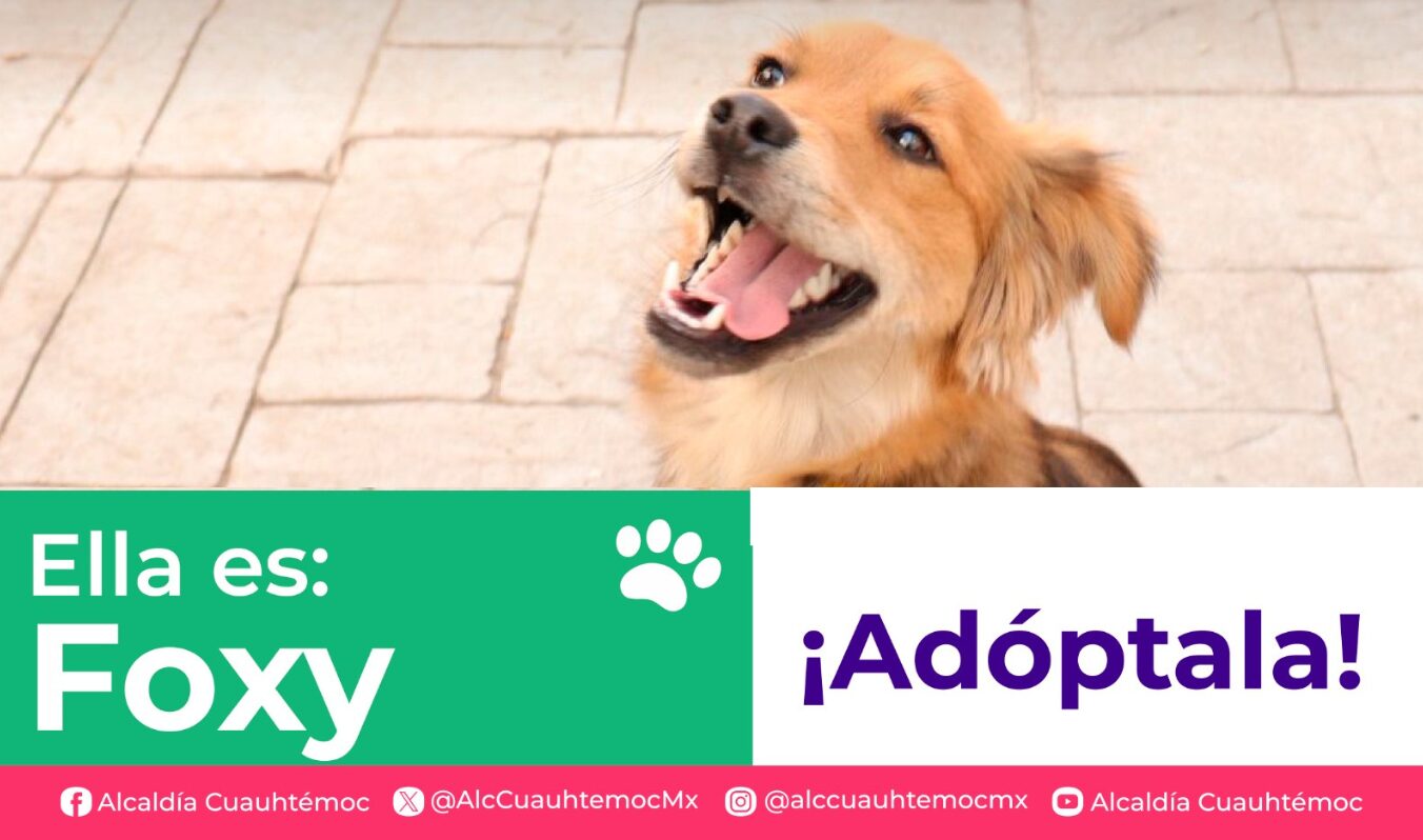 ALE ROJO DE LA VEGA INVITA A ADOPTAR PERRITOS Y GATITOS DEL CENTRO DE ATENCIÓN CANINA Y FELINA