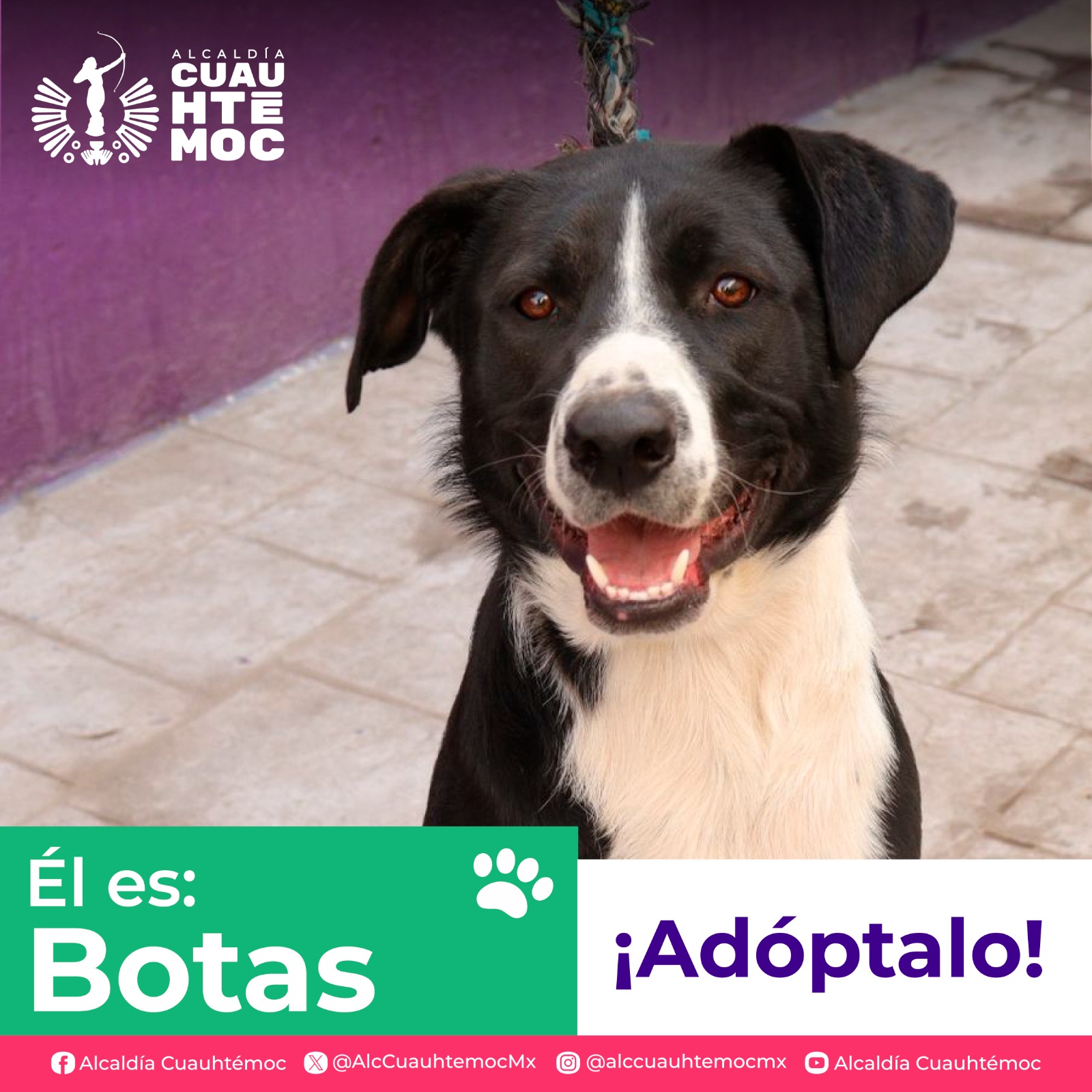 ALE ROJO DE LA VEGA INVITA A ADOPTAR PERRITOS Y GATITOS DEL CENTRO DE ATENCIÓN CANINA Y FELINA

