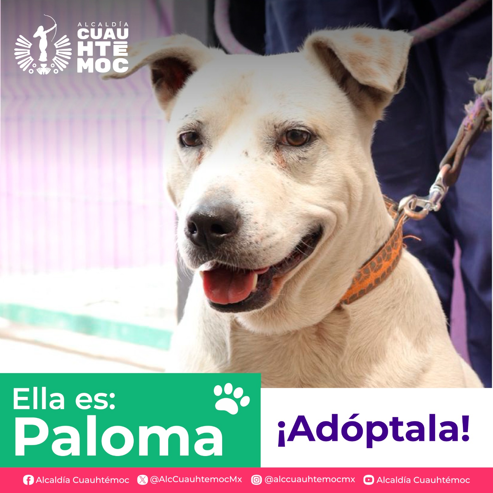 ALE ROJO DE LA VEGA INVITA A ADOPTAR PERRITOS Y GATITOS DEL CENTRO DE ATENCIÓN CANINA Y FELINA