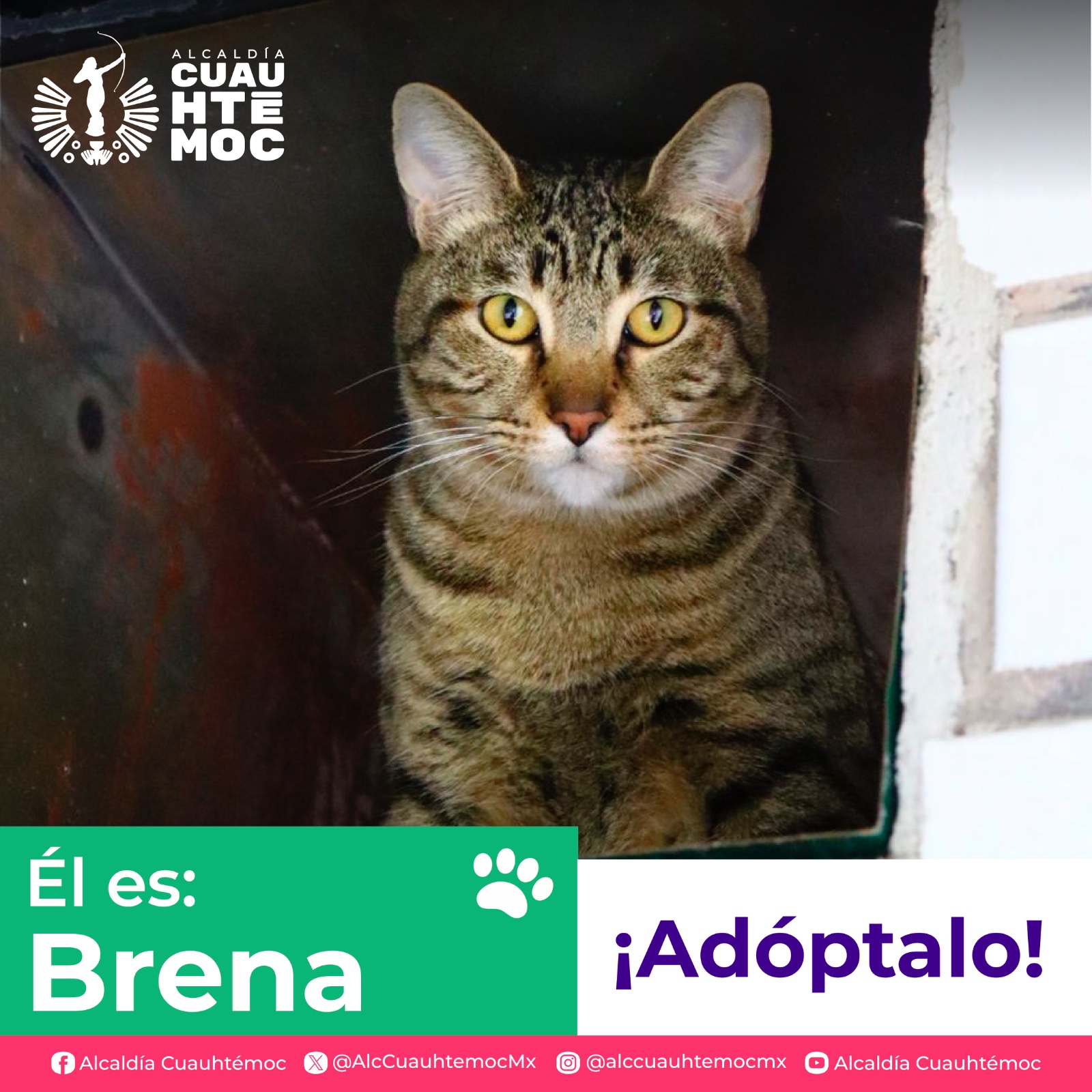 ALE ROJO DE LA VEGA INVITA A ADOPTAR PERRITOS Y GATITOS DEL CENTRO DE ATENCIÓN CANINA Y FELINA