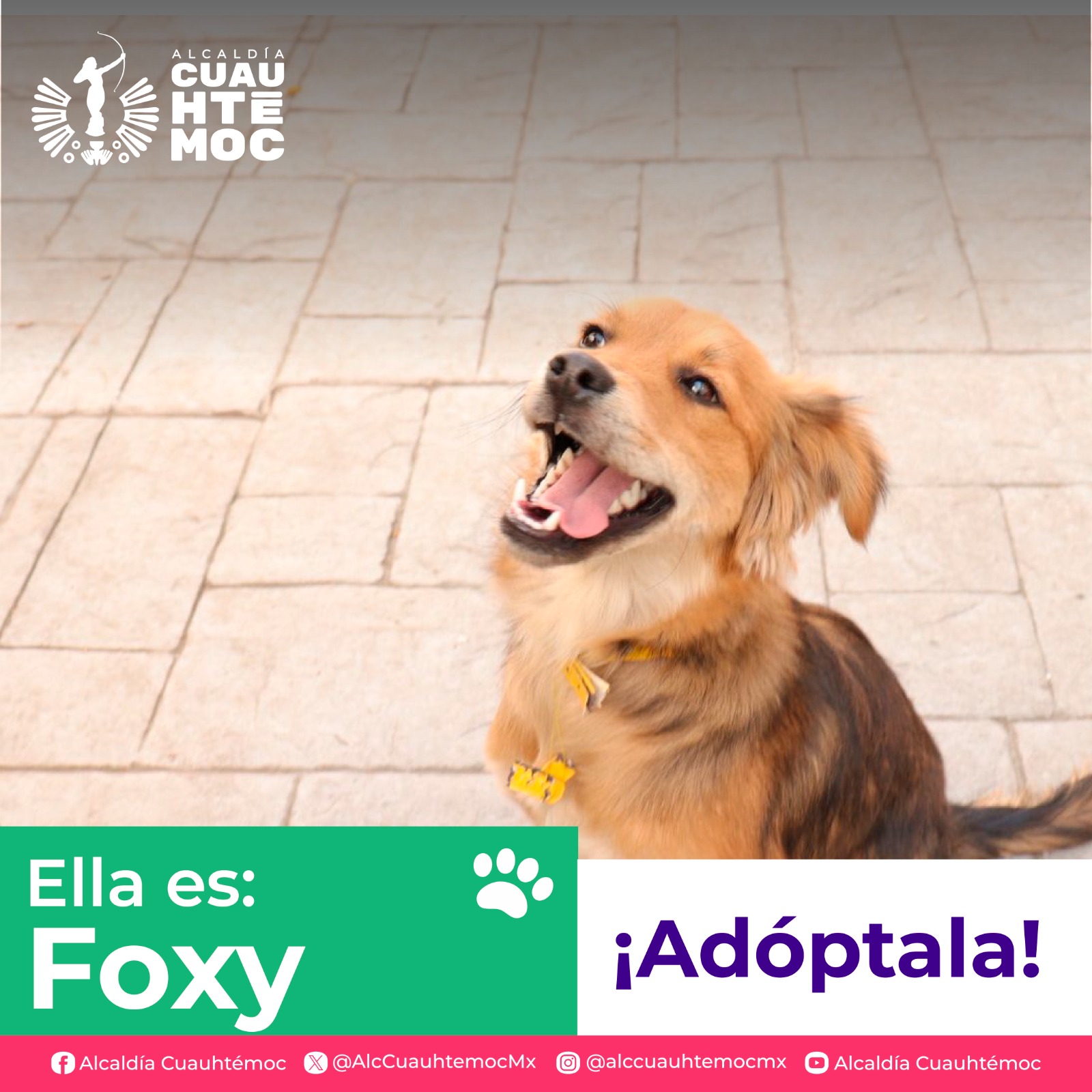 ALE ROJO DE LA VEGA INVITA A ADOPTAR PERRITOS Y GATITOS DEL CENTRO DE ATENCIÓN CANINA Y FELINA