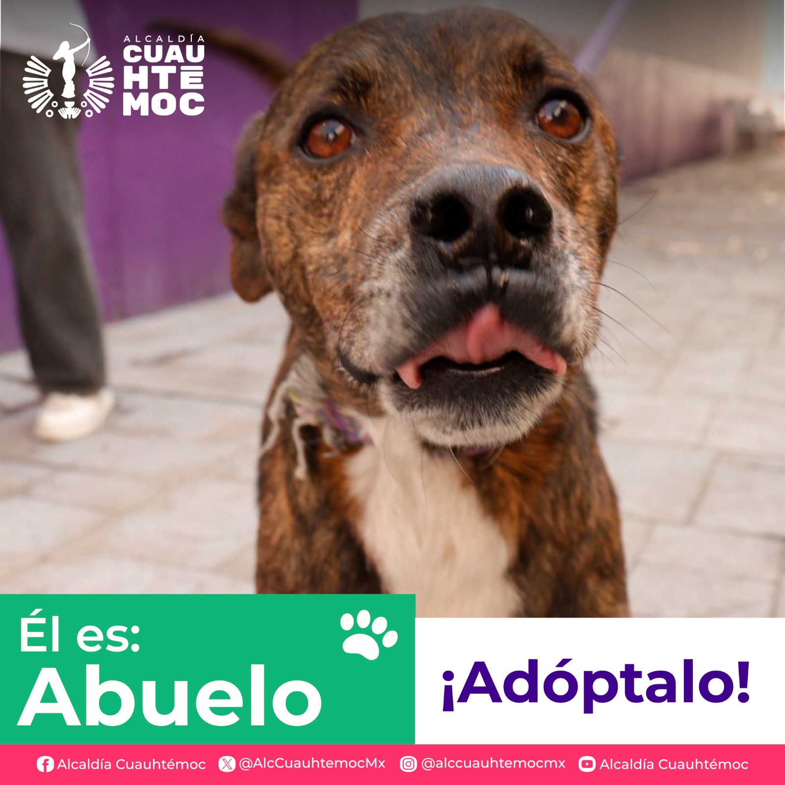 ALE ROJO DE LA VEGA INVITA A ADOPTAR PERRITOS Y GATITOS DEL CENTRO DE ATENCIÓN CANINA Y FELINA