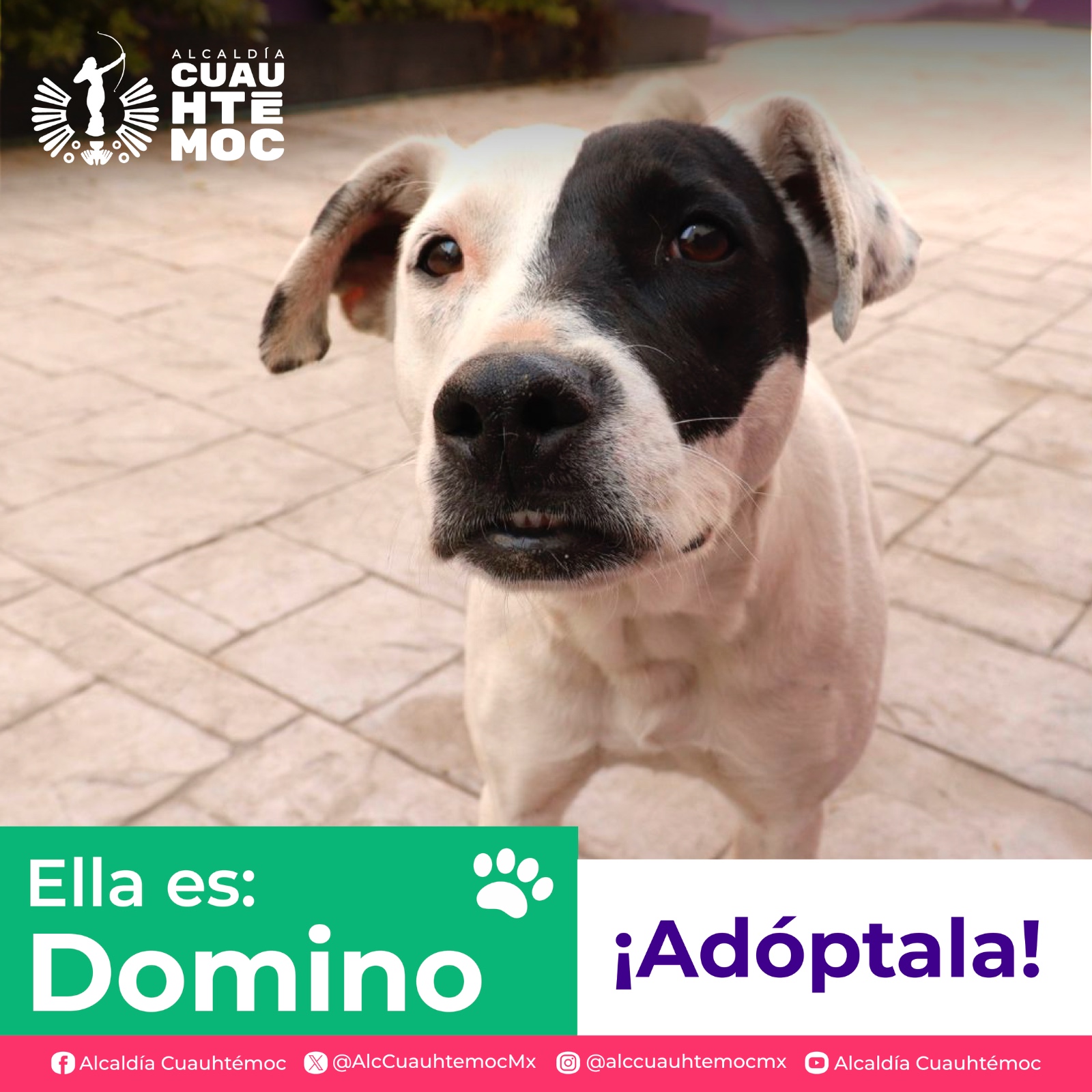 ALE ROJO DE LA VEGA INVITA A ADOPTAR PERRITOS Y GATITOS DEL CENTRO DE ATENCIÓN CANINA Y FELINA