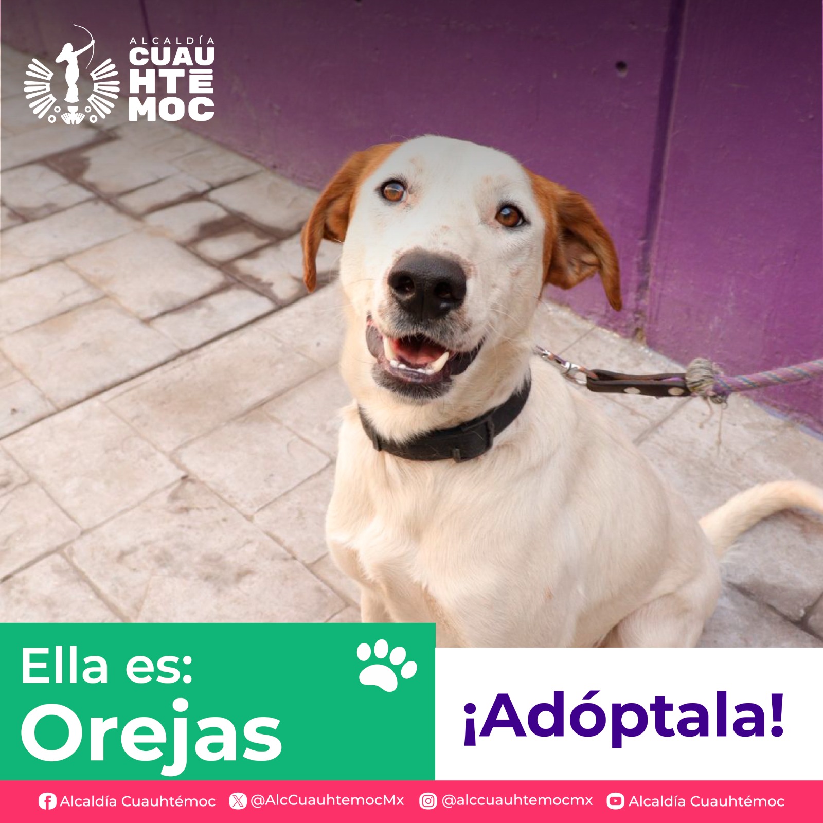 ALE ROJO DE LA VEGA INVITA A ADOPTAR PERRITOS Y GATITOS DEL CENTRO DE ATENCIÓN CANINA Y FELINA