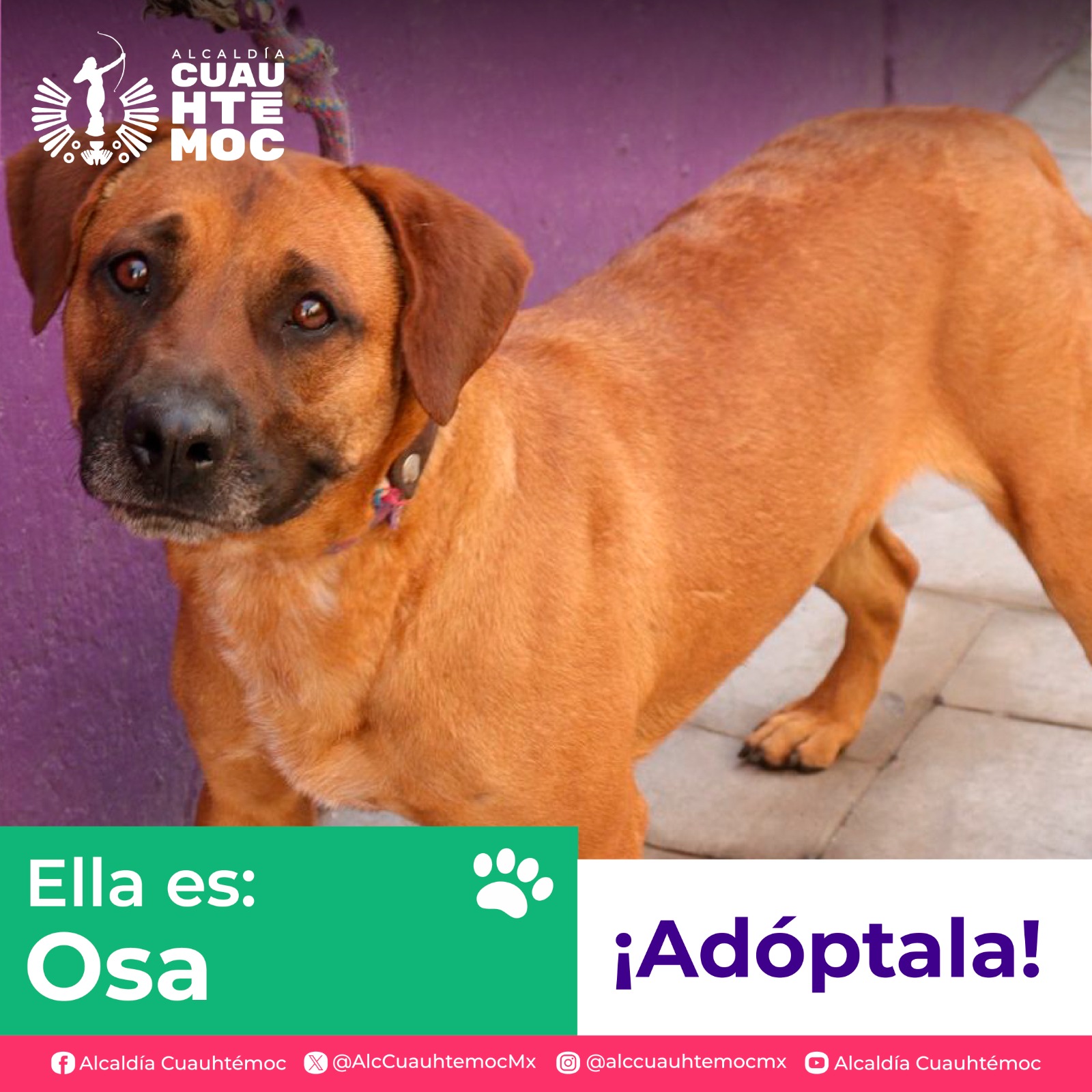 ALE ROJO DE LA VEGA INVITA A ADOPTAR PERRITOS Y GATITOS DEL CENTRO DE ATENCIÓN CANINA Y FELINA