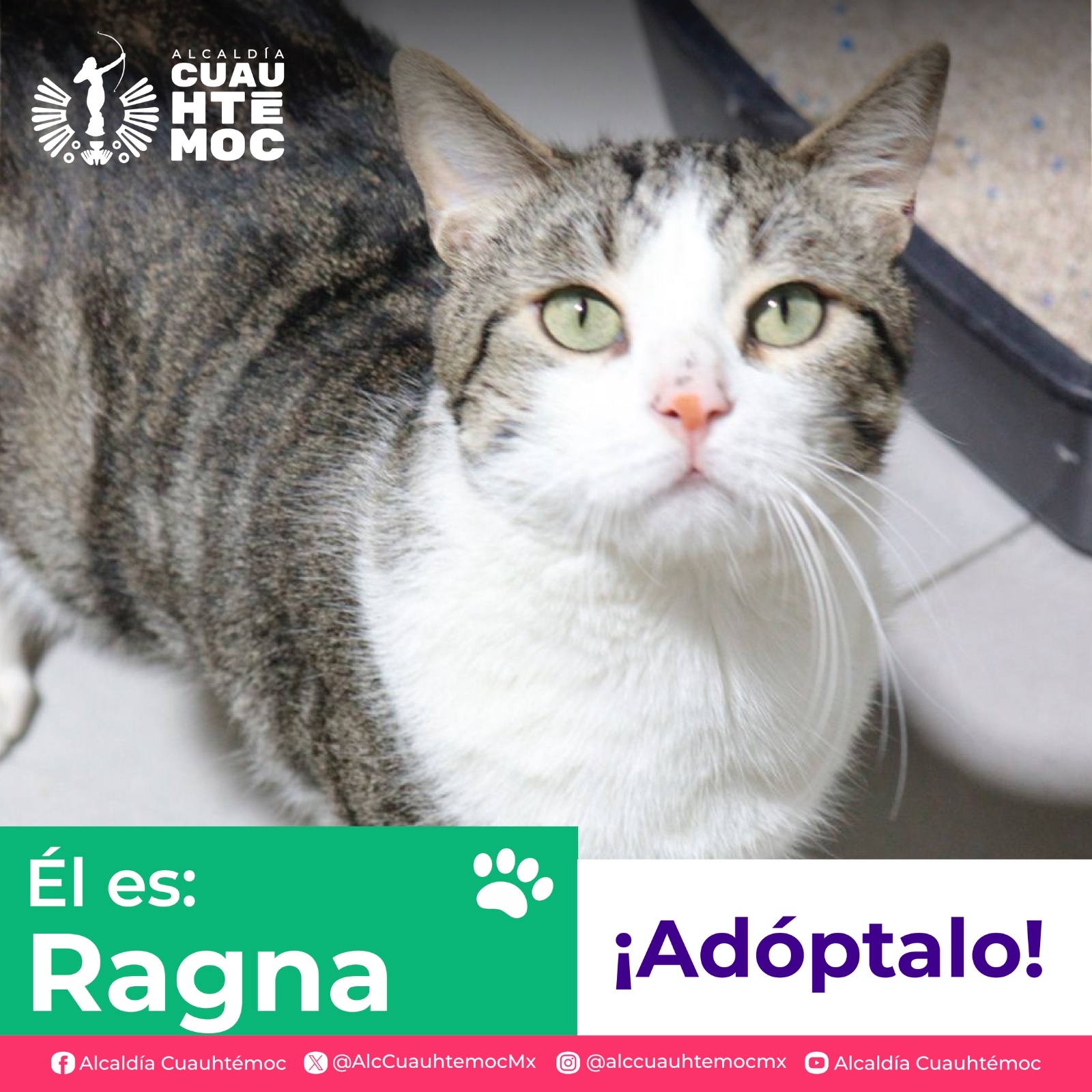 ALE ROJO DE LA VEGA INVITA A ADOPTAR PERRITOS Y GATITOS DEL CENTRO DE ATENCIÓN CANINA Y FELINA