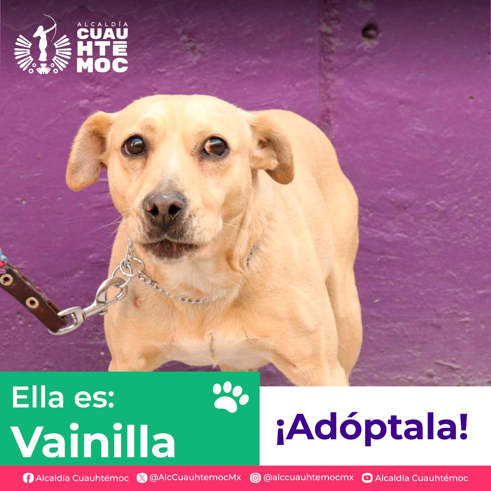 ALE ROJO DE LA VEGA INVITA A ADOPTAR PERRITOS Y GATITOS DEL CENTRO DE ATENCIÓN CANINA Y FELINA