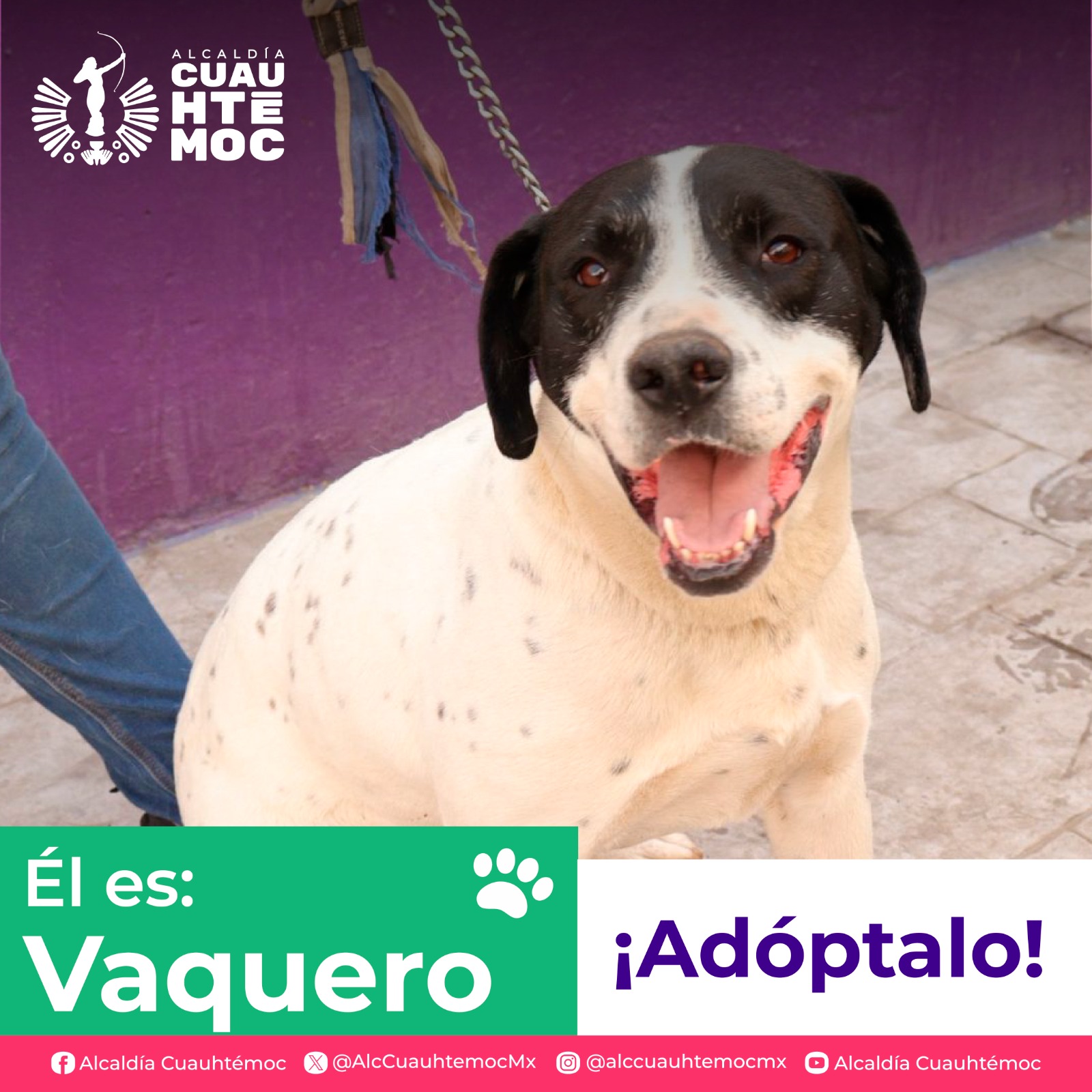 ALE ROJO DE LA VEGA INVITA A ADOPTAR PERRITOS Y GATITOS DEL CENTRO DE ATENCIÓN CANINA Y FELINA