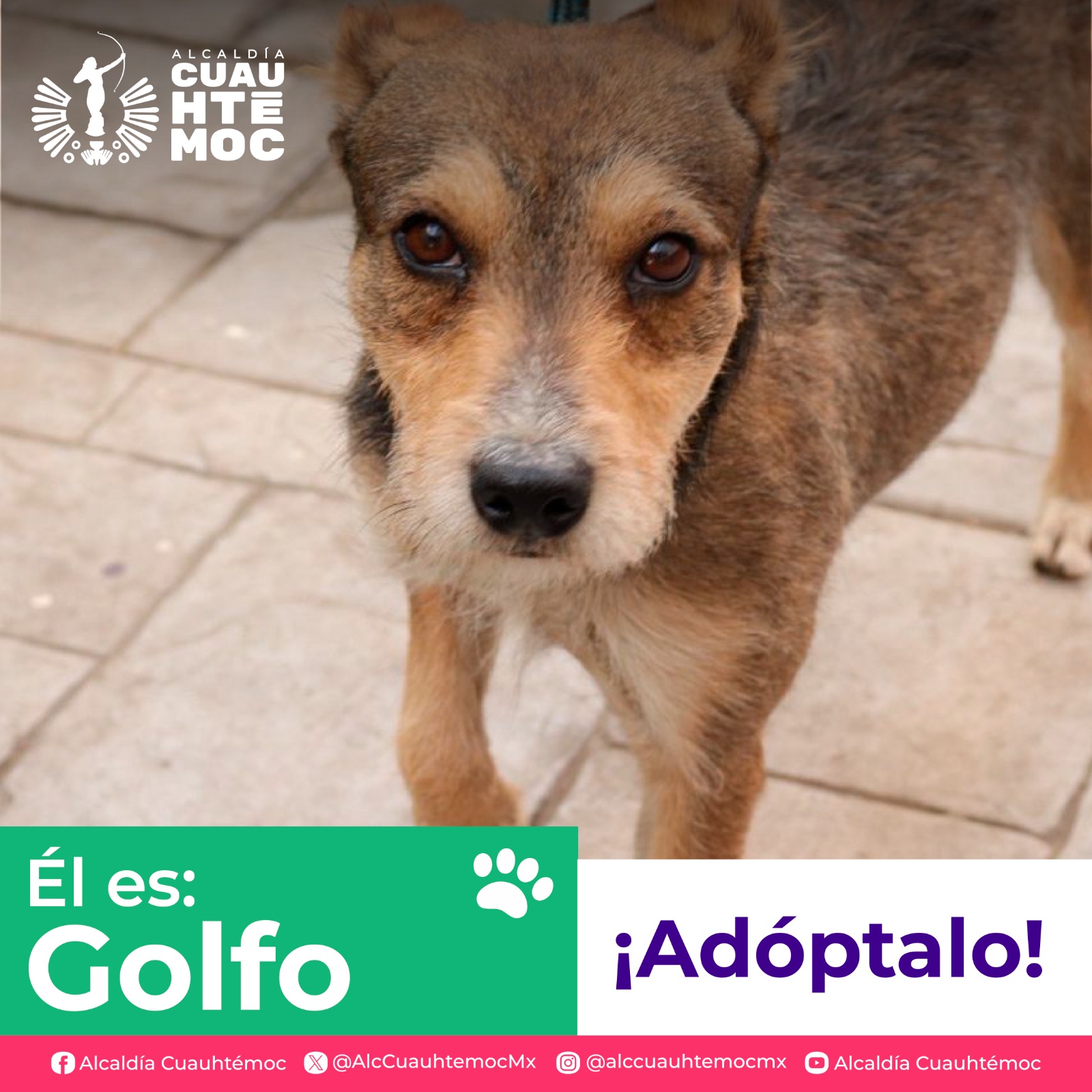 ALE ROJO DE LA VEGA INVITA A ADOPTAR PERRITOS Y GATITOS DEL CENTRO DE ATENCIÓN CANINA Y FELINA