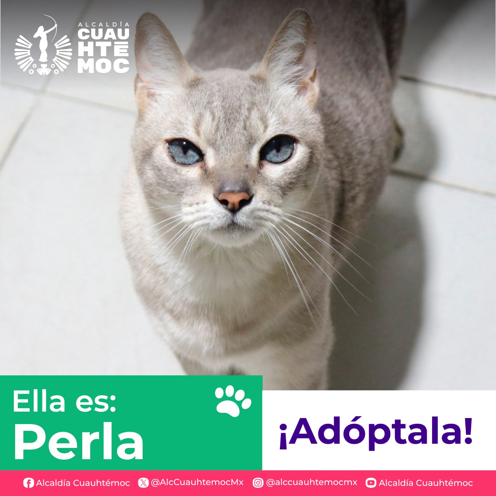 ALE ROJO DE LA VEGA INVITA A ADOPTAR PERRITOS Y GATITOS DEL CENTRO DE ATENCIÓN CANINA Y FELINA