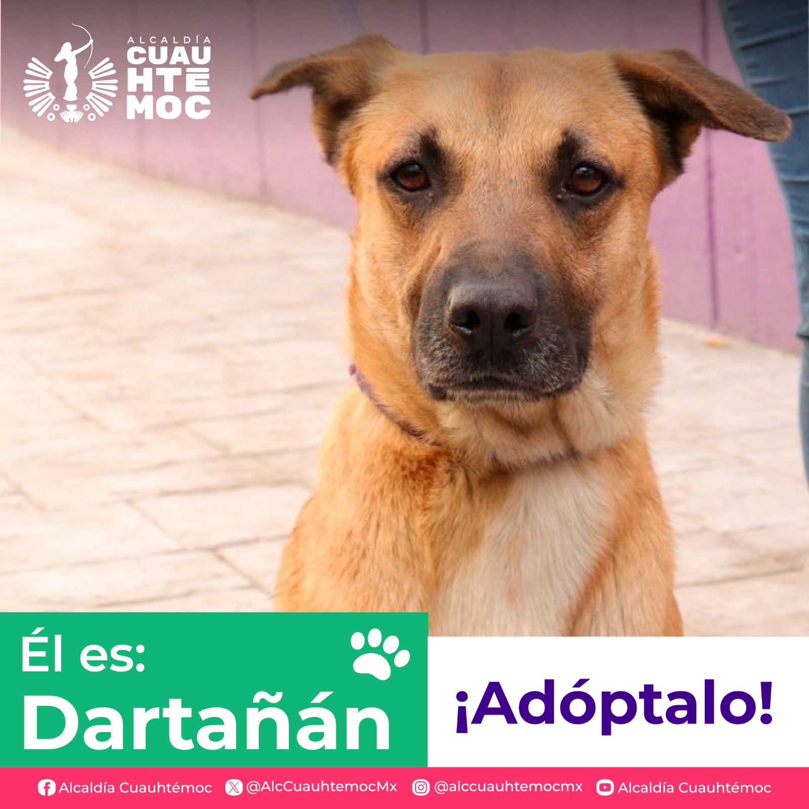 ALE ROJO DE LA VEGA INVITA A ADOPTAR PERRITOS Y GATITOS DEL CENTRO DE ATENCIÓN CANINA Y FELINA