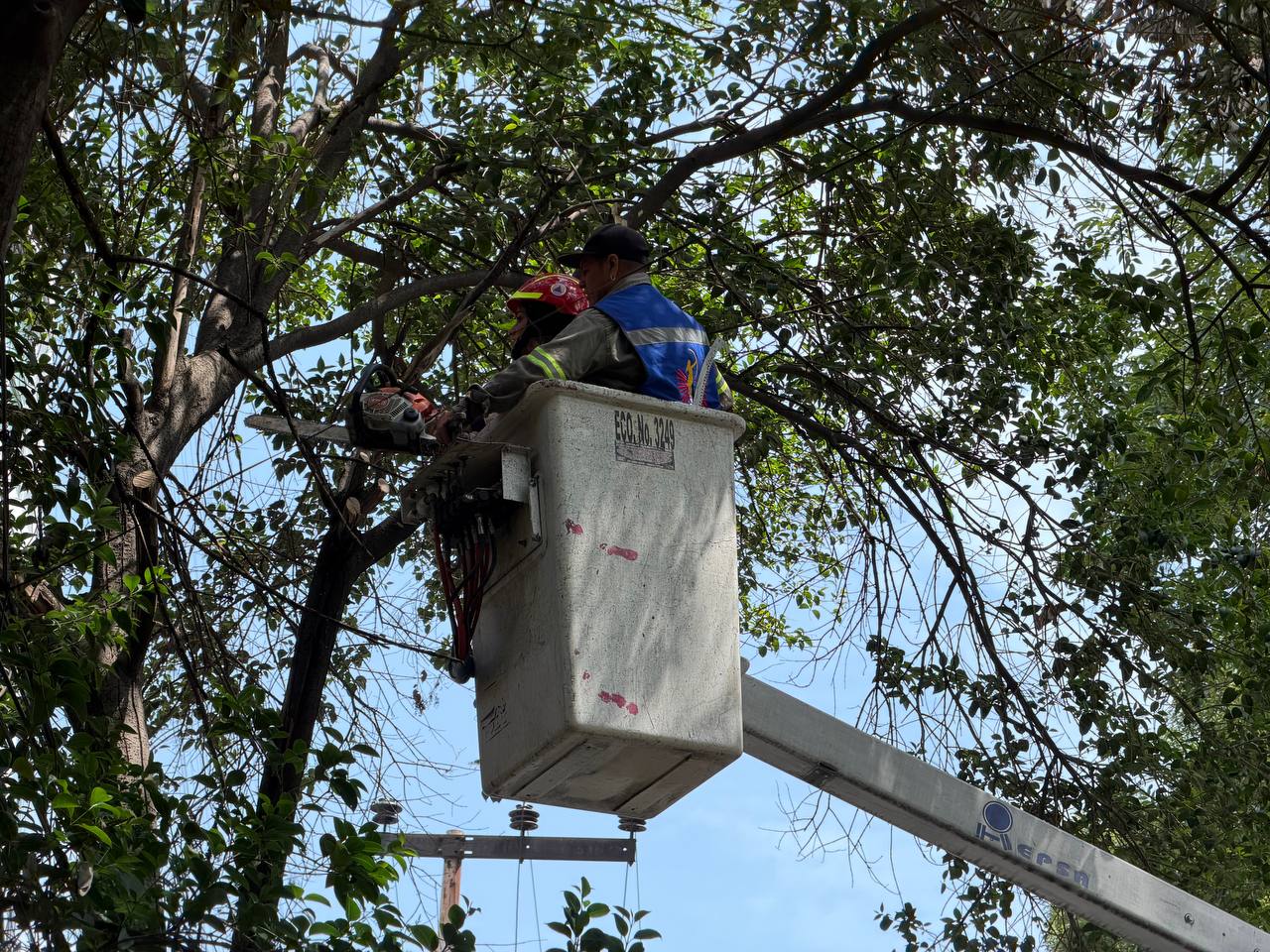 PARA PREVENIR RIESGOS, ALE ROJO DE LA VEGA ENCABEZA JORNADA DE PODA EN COLONIA CUAUHTÉMOC