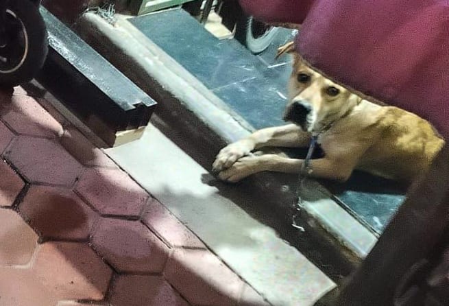 ALCALDÍA CUAUHTÉMOC EMITE EXHORTO ANTE REPORTE VECINAL POR POSIBLE MALTRATO ANIMAL EN LA GUERRERO