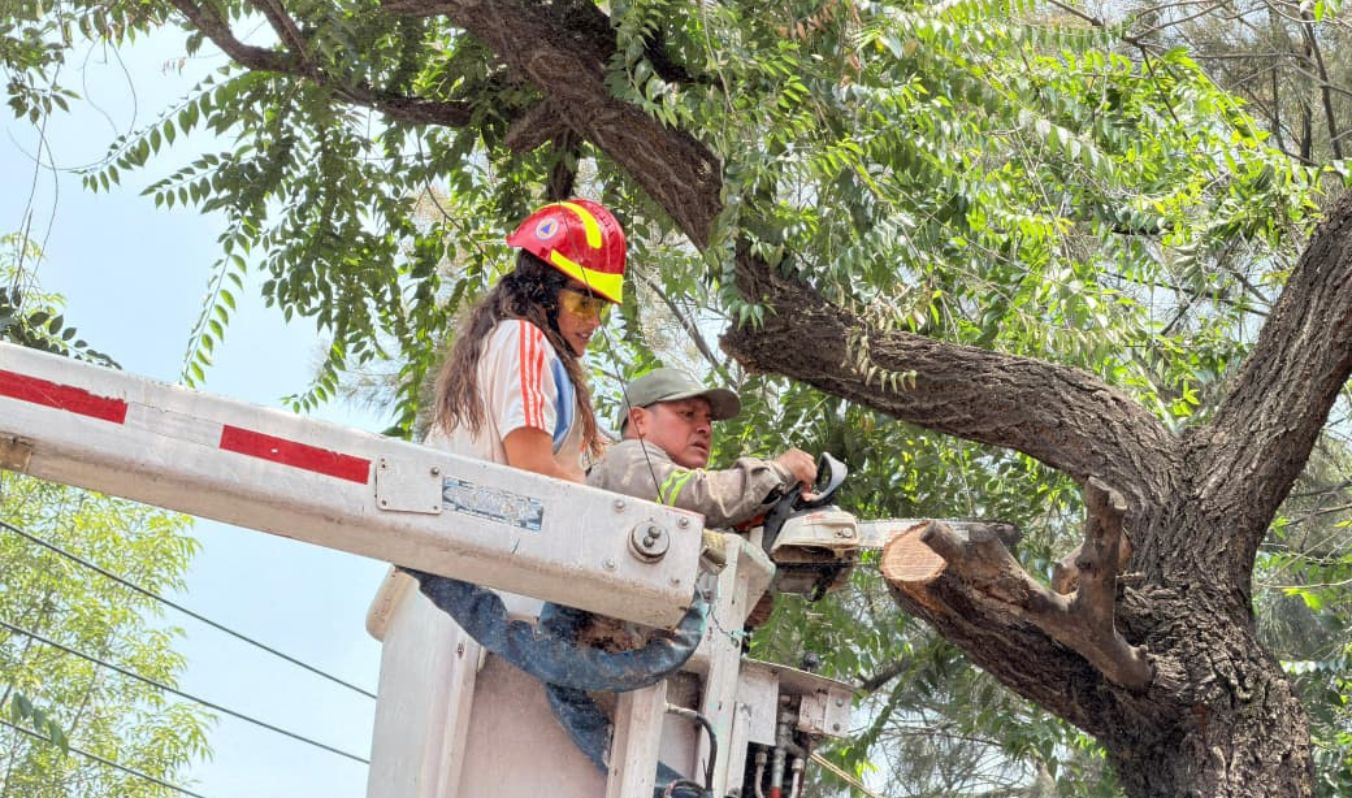 JORNADA DE PODA ATIENDE 23 ÁRBOLES EN SANTA MARÍA LA RIBERA