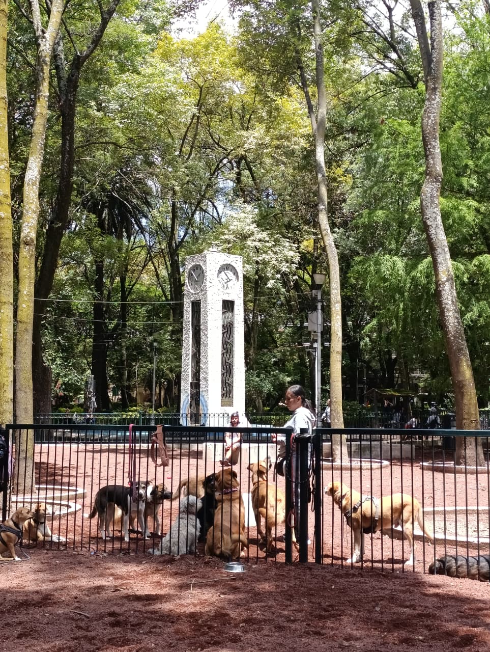 RENACE CUAUHTÉMOC RECUPERA ESPACIO CANINO EN PARQUE MÉXICO PARA FAMILIAS Y MASCOTAS