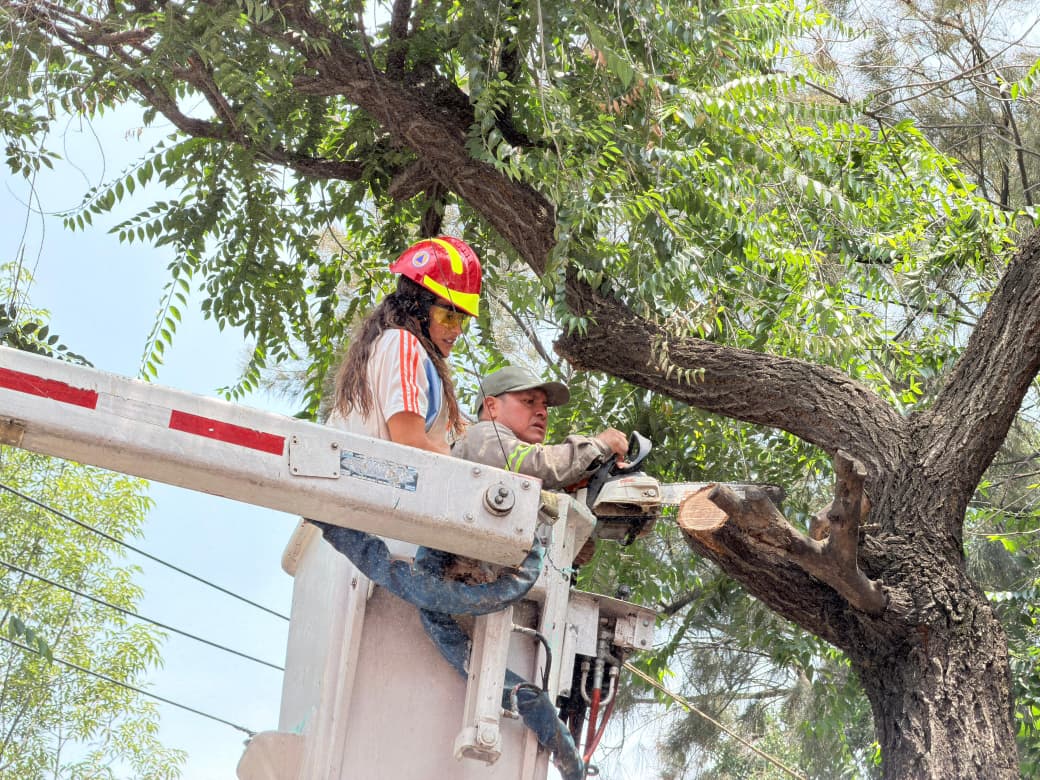 JORNADA DE PODA ATIENDE 23 ÁRBOLES EN SANTA MARÍA LA RIBERA