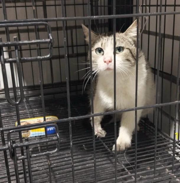 GATITA RESCATADA EN DOCTORES RECIBE ATENCIÓN Y REHABILITACIÓN EN CENTRO DE ATENCIÓN CANINA Y FELINA