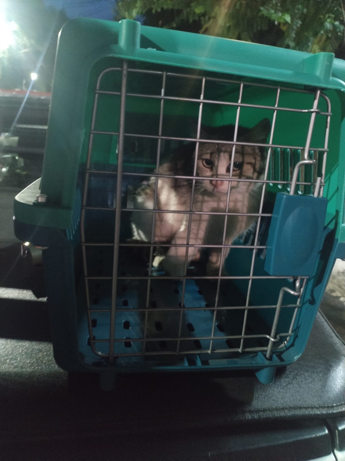 GATITA RESCATADA EN DOCTORES RECIBE ATENCIÓN Y REHABILITACIÓN EN CENTRO DE ATENCIÓN CANINA Y FELINA
