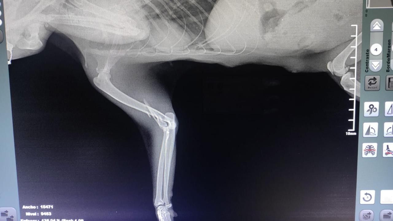 GATITA RESCATADA EN DOCTORES RECIBE ATENCIÓN Y REHABILITACIÓN EN CENTRO DE ATENCIÓN CANINA Y FELINA