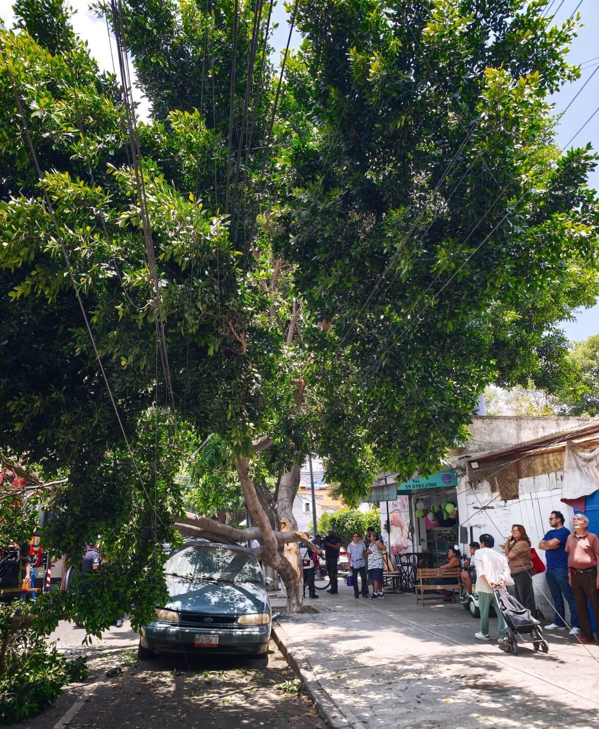 GOBIERNO DE CUAUHTÉMOC ACOMPAÑA A PERSONAS AFECTADAS POR CAÍDA DE ÁRBOLES Y RAMAS