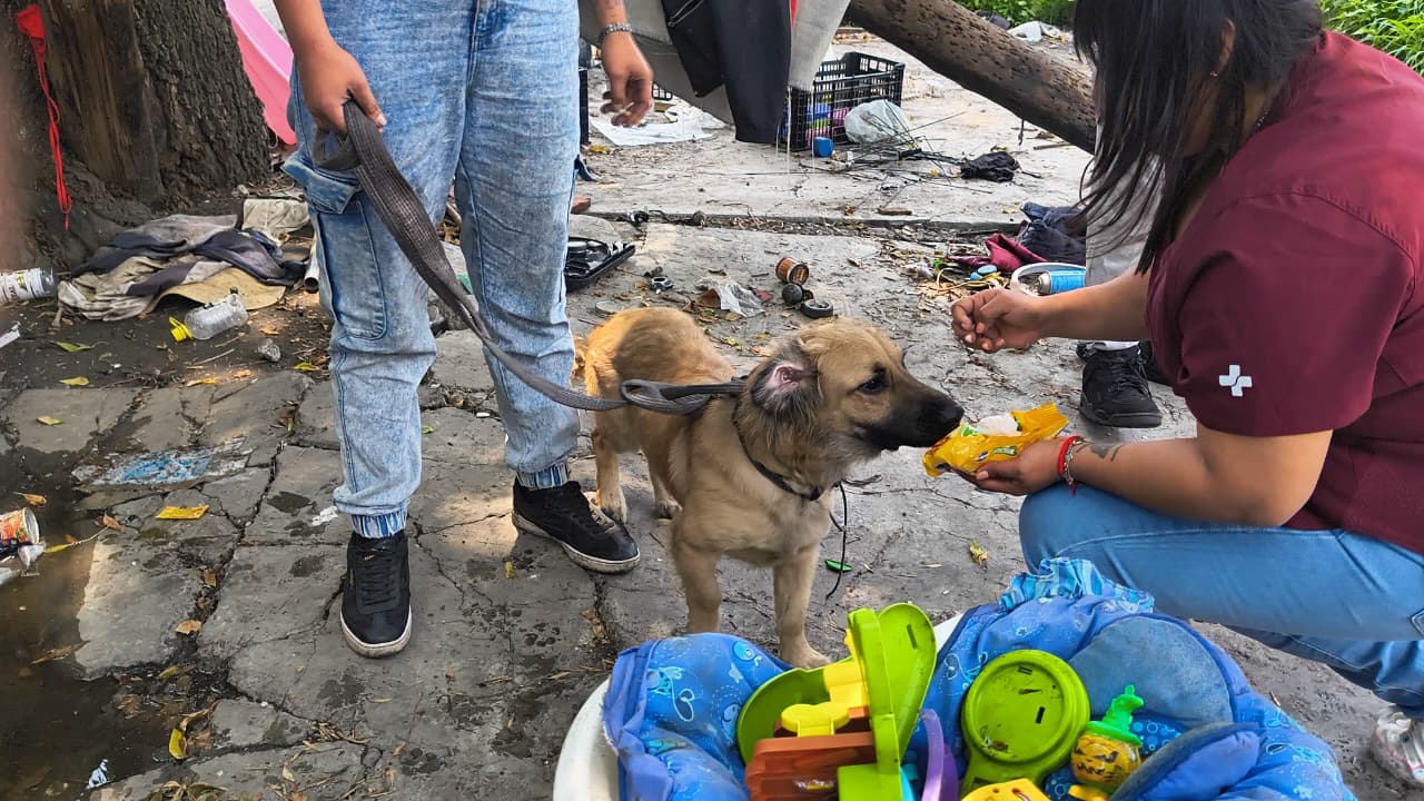 ALCALDÍA CUAUHTÉMOC VERIFICA REPORTE POR PRESUNTO MALTRATO ANIMAL EN BUENAVISTA