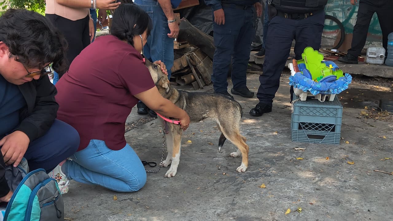 ALCALDÍA CUAUHTÉMOC VERIFICA REPORTE POR PRESUNTO MALTRATO ANIMAL EN BUENAVISTA