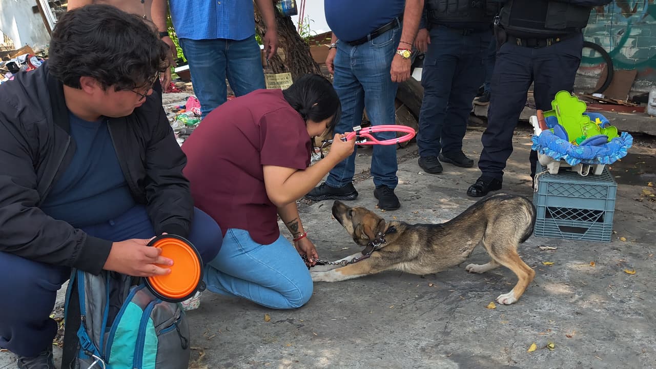 ALCALDÍA CUAUHTÉMOC VERIFICA REPORTE POR PRESUNTO MALTRATO ANIMAL EN BUENAVISTA