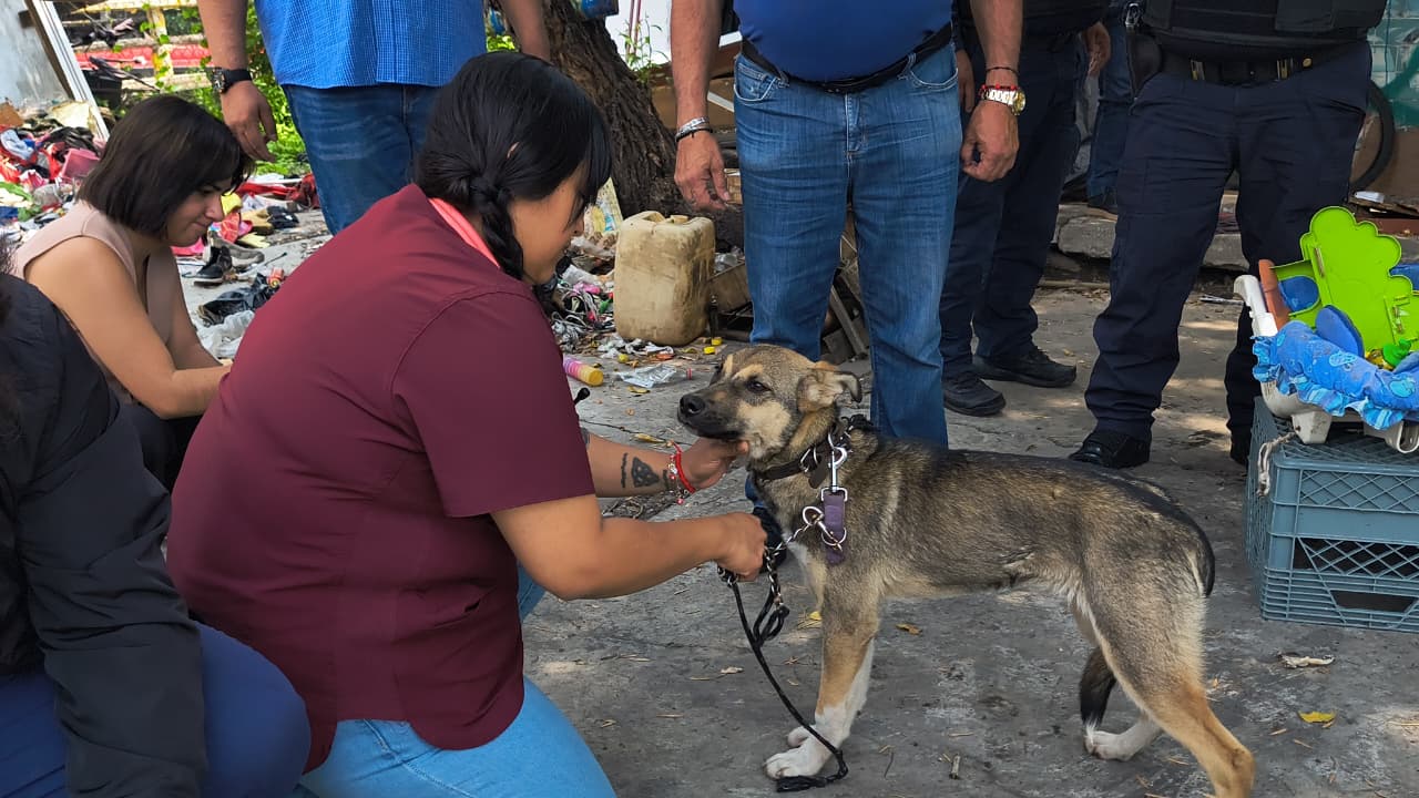 ALCALDÍA CUAUHTÉMOC VERIFICA REPORTE POR PRESUNTO MALTRATO ANIMAL EN BUENAVISTA