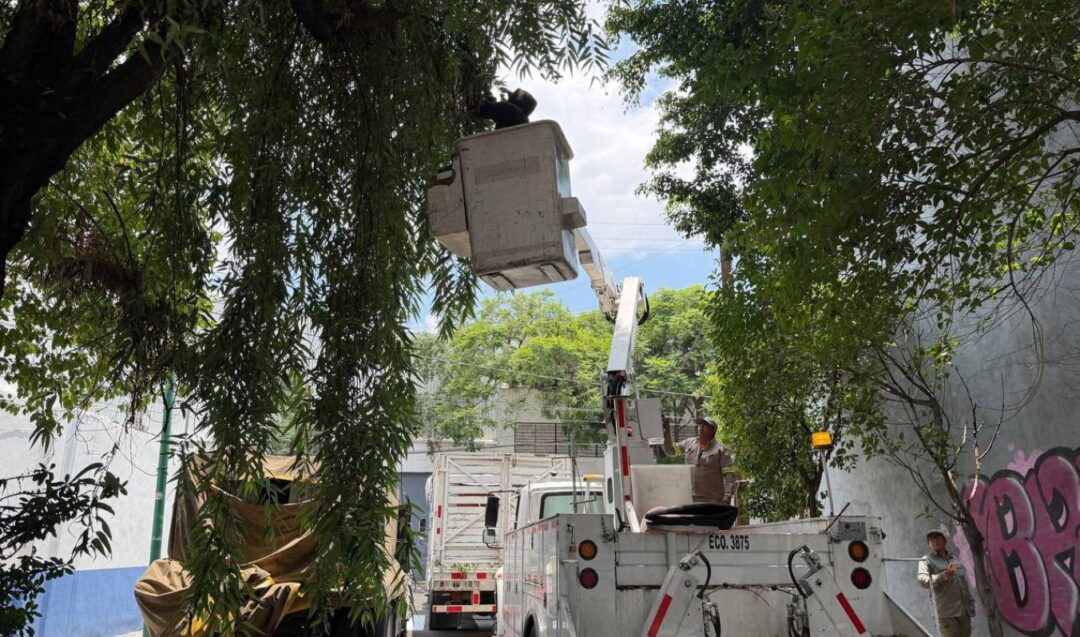 ALCALDÍA CUAUHTÉMOC REALIZA 136 ACCIONES DE PODA PREVENTIVA EN UNA SEMANA