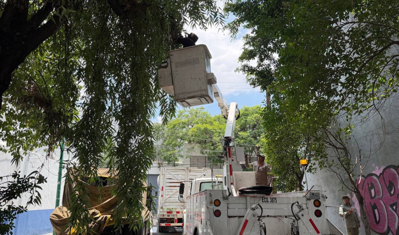 ALCALDÍA CUAUHTÉMOC REALIZA 136 ACCIONES DE PODA PREVENTIVA EN UNA SEMANA