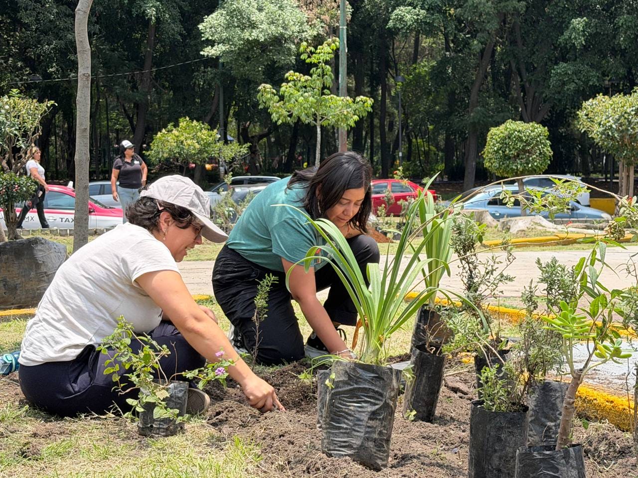 ROMA SUR SUMA ÁRBOLES Y JARDINES POLINIZADORES EN JORNADA DE REFORESTACIÓN ENCABEZADA POR ALE ROJO DE LA VEGA
