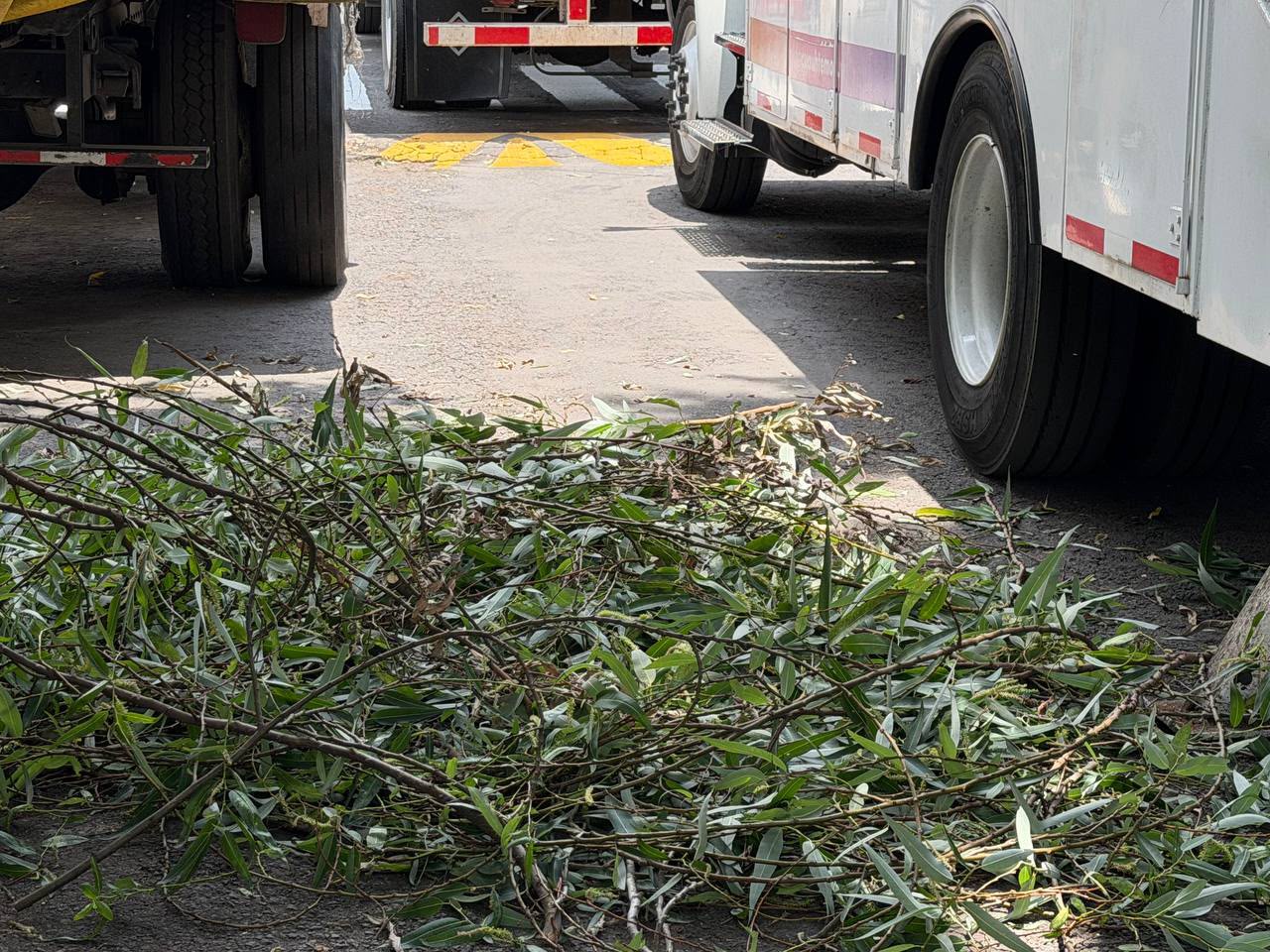 ALCALDÍA CUAUHTÉMOC REALIZA 136 ACCIONES DE PODA PREVENTIVA EN UNA SEMANA