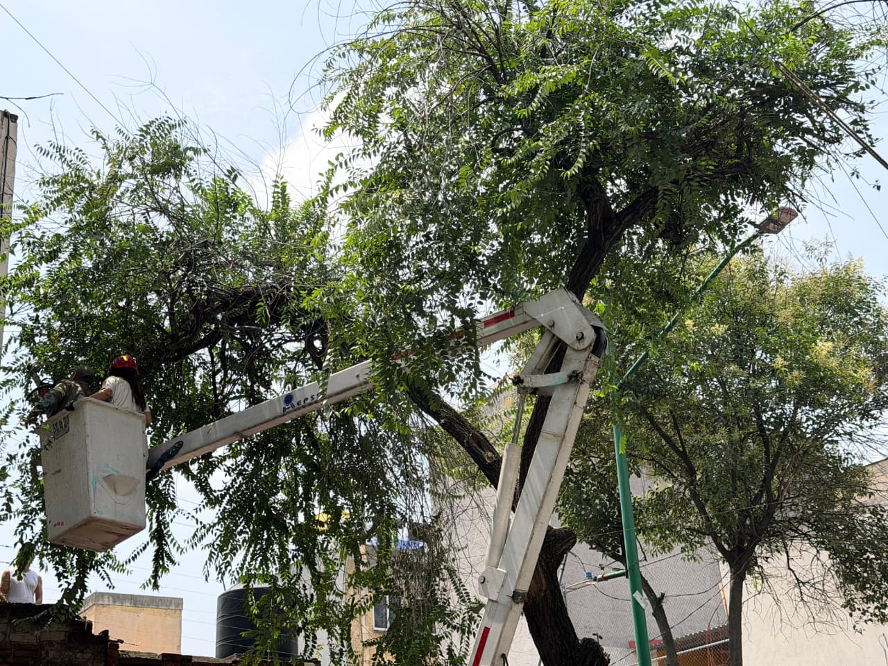 ALCALDÍA CUAUHTÉMOC REALIZA 136 ACCIONES DE PODA PREVENTIVA EN UNA SEMANA