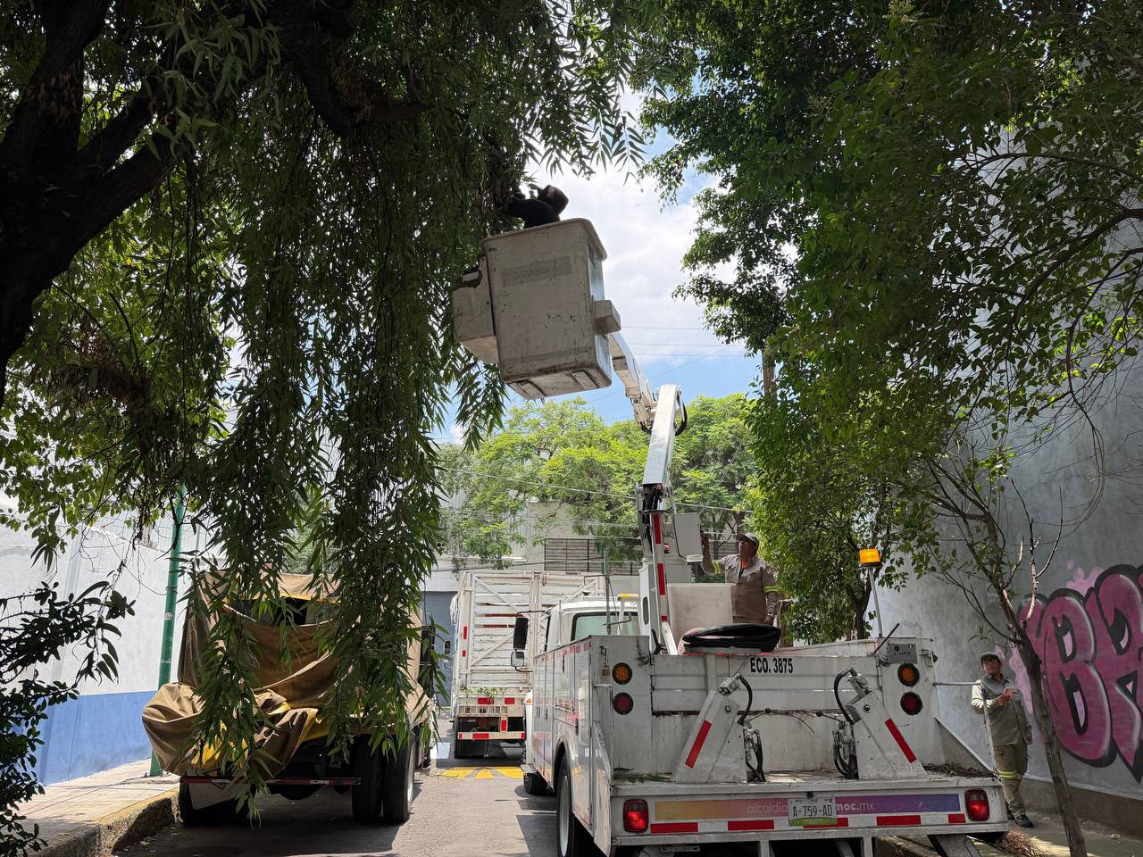 ALCALDÍA CUAUHTÉMOC REALIZA 136 ACCIONES DE PODA PREVENTIVA EN UNA SEMANA