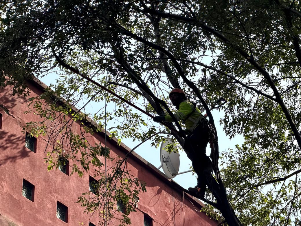 CUAUHTÉMOC REALIZA 204 PODAS PREVENTIVAS ANTE PRONÓSTICO DE LLUVIAS