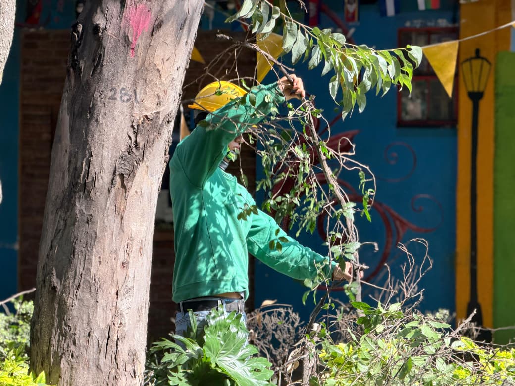 CUAUHTÉMOC REALIZA 204 PODAS PREVENTIVAS ANTE PRONÓSTICO DE LLUVIAS
