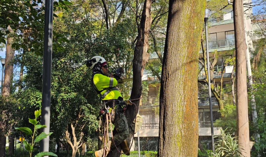 Retiran cuatro árboles secos en la Plaza Río de Janeiro