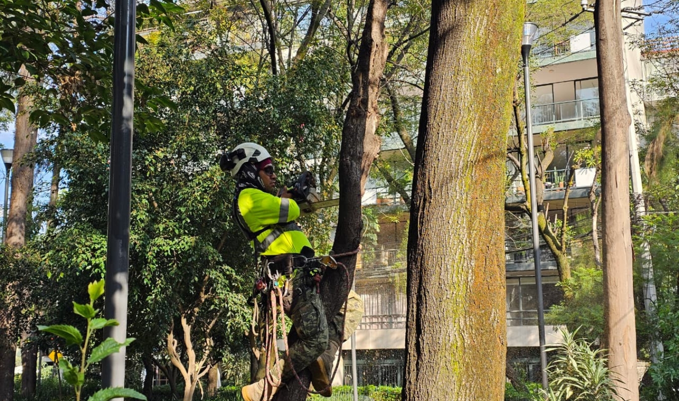 Retiran cuatro árboles secos en la Plaza Río de Janeiro