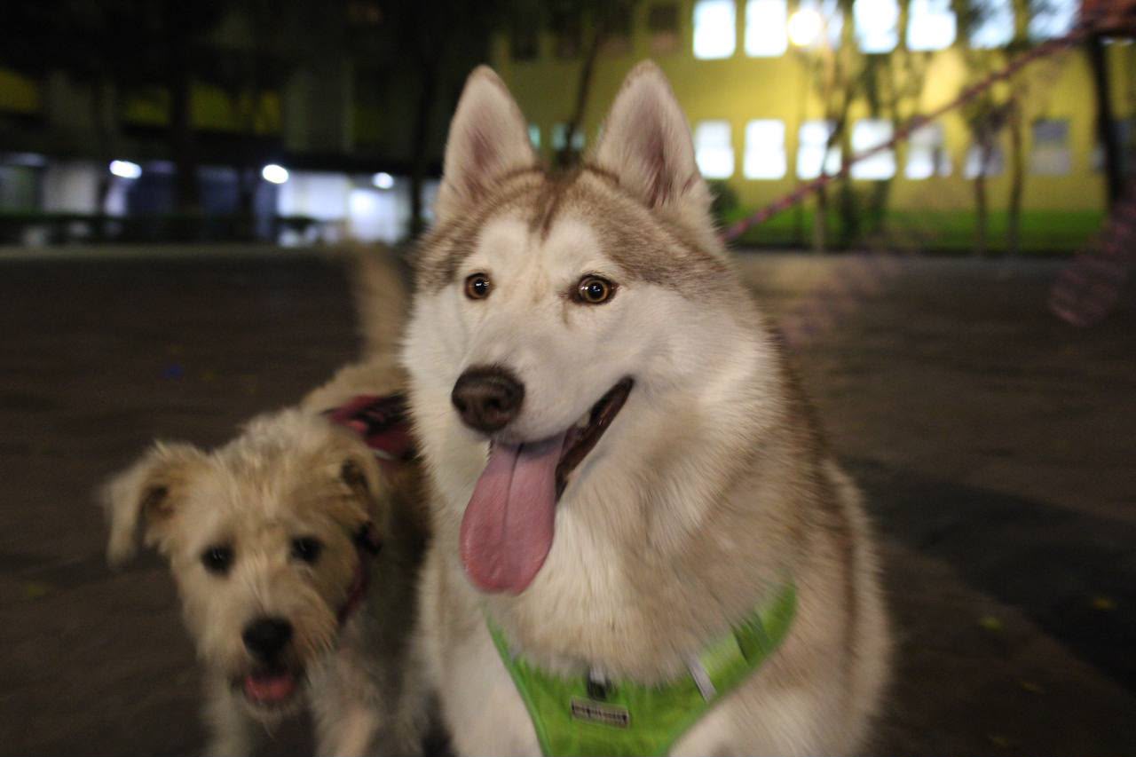 ALE ROJO DE LA VEGA INVITA A JORNADA GRATUITA DE ATENCIÓN ANIMAL AMOR PERRÓN EN EL JARDÍN PUSHKIN