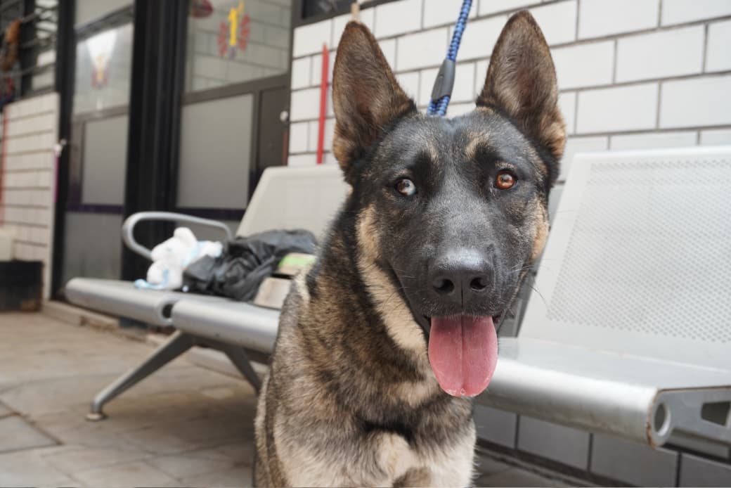 ALE ROJO DE LA VEGA INVITA A JORNADA GRATUITA DE ATENCIÓN ANIMAL AMOR PERRÓN EN EL JARDÍN PUSHKIN