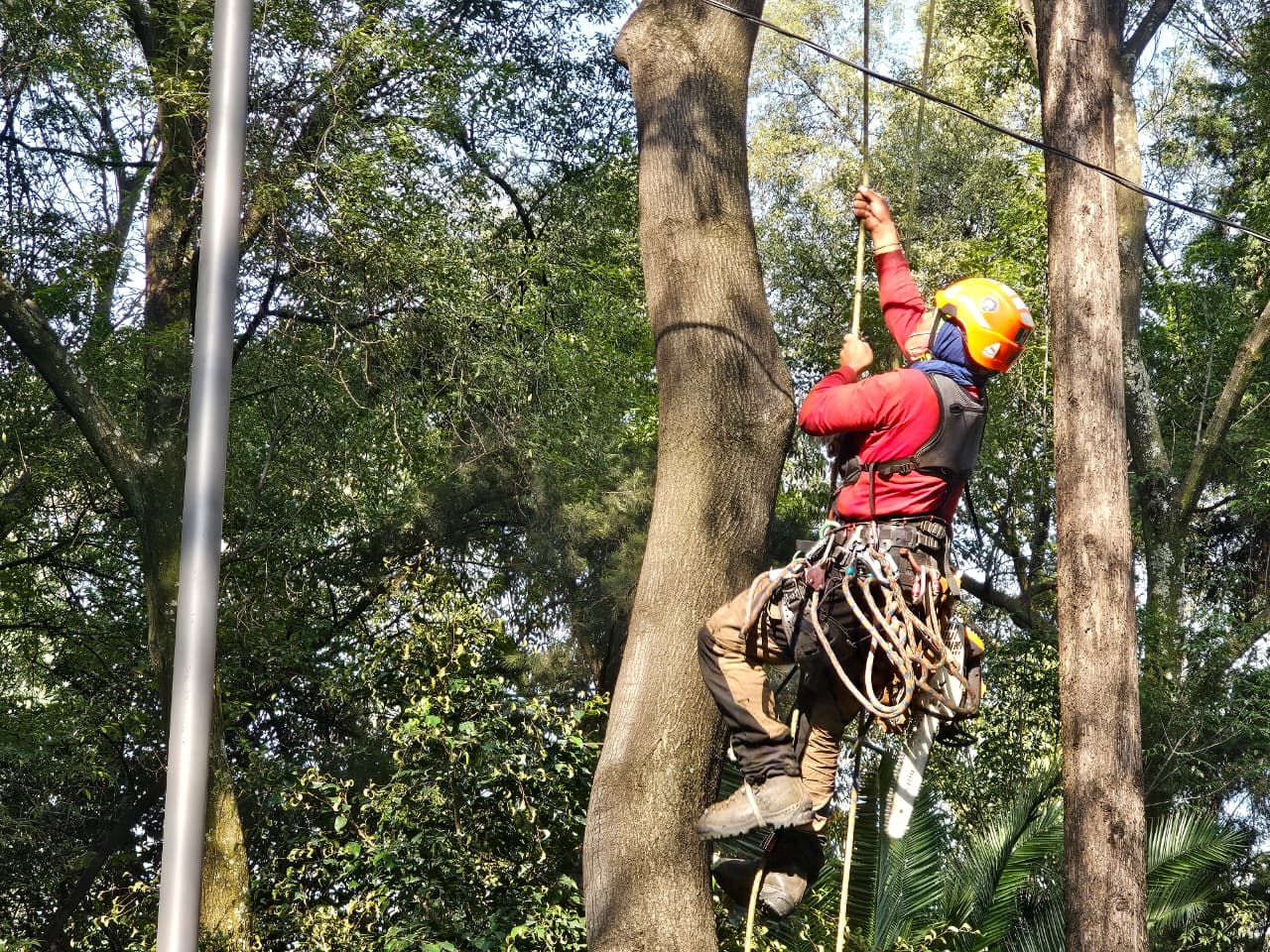Retiran cuatro árboles secos en la Plaza Río de Janeiro