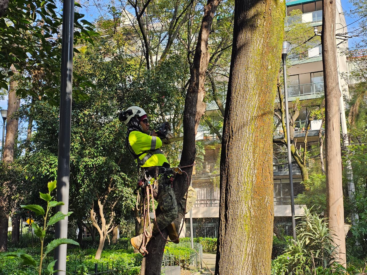 Retiran cuatro árboles secos en la Plaza Río de Janeiro